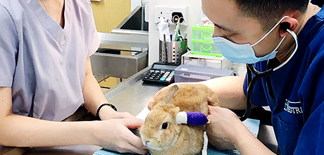 Advanced VetCare